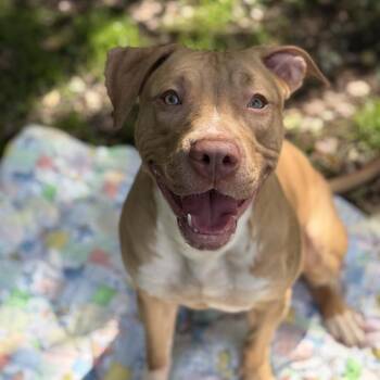 Kira -  Pit Bull Terrier and Mixed Breed Dog for Adoption in Newark, New Jersey - Kira | PetCurious