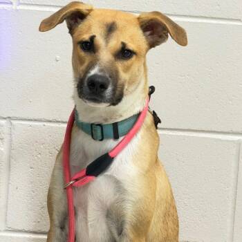 Atenas -  Mixed Breed Dog for Adoption in Englewood, Florida - Atenas | PetCurious