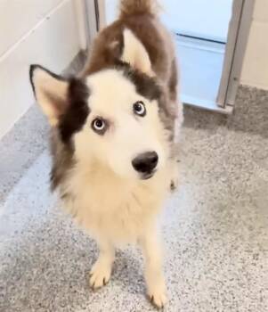 EZRA -  Siberian Husky Dog for Adoption in Houston, Texas - EZRA | PetCurious