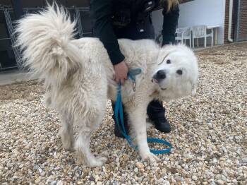 Ozzy -  Great Pyrenees Dog for Adoption in King George, Virginia - Ozzy | PetCurious