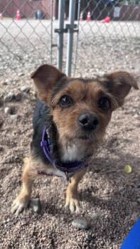Scrappy Doo -  Yorkshire Terrier and Chihuahua Dog for Adoption in Pueblo, Colorado - Scrappy Doo | PetCurious