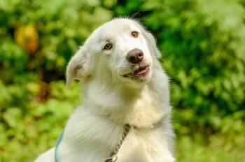 Treasure -  Shepherd Dog for Adoption in Brick Township, New Jersey - Treasure | PetCurious
