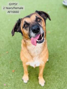 Gypsy -  German Shepherd Dog and Mixed Breed Dog for Adoption - Gypsy | PetCurious