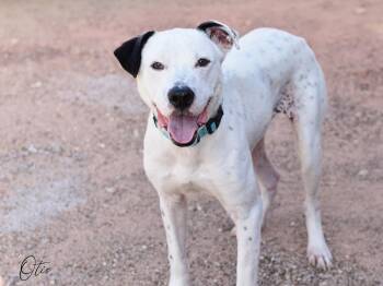 American Staffordshire Terrier Dogs Available for Adoption - Otis | PetCurious