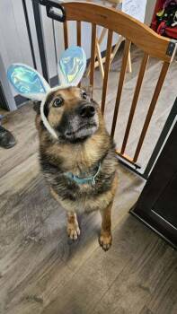 Shepherd Dogs Available for Adoption in Lafayette, Indiana - Albert | PetCurious