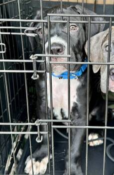 Apollo NY -  Cane Corso and Pit Bull Terrier Dog for Adoption in Rockaway, New Jersey - Apollo NY | PetCurious