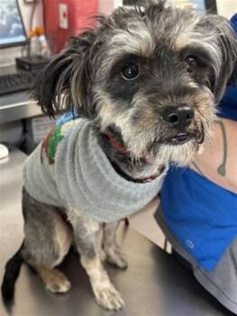 Terrier Dogs Available for Adoption - GARLAND | PetCurious