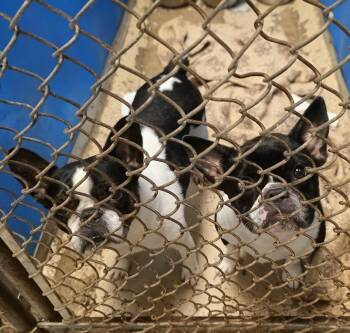 French Bulldog and Boston Terrier Dogs Available for Adoption in Mary Esther, Florida - Pixie | PetCurious