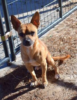 Rescue Basenji and Chihuahua Dogs for Adoption in Yarnell, Arizona - Tom | PetCurious