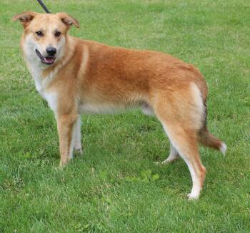 Jacob (11946) -  Shepherd Dog Available for Adoption in Heath, Ohio - Jacob (11946) | PetCurious