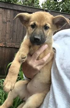 Marina -  German Shepherd Dog Dog for Adoption in Bull Valley, Illinois - Marina | PetCurious