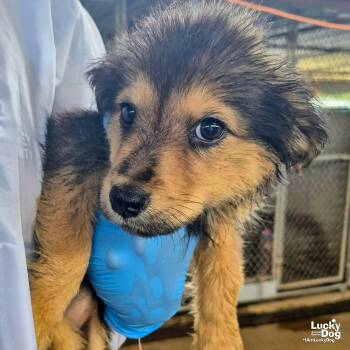 Rescue Shepherd and Spaniel Dogs for Adoption in Washington, District Of Columbia - Bubu | PetCurious