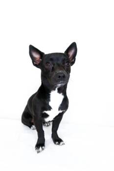 Gigi -  Chihuahua Dog Available for Adoption in Bixby, Oklahoma - Gigi | PetCurious