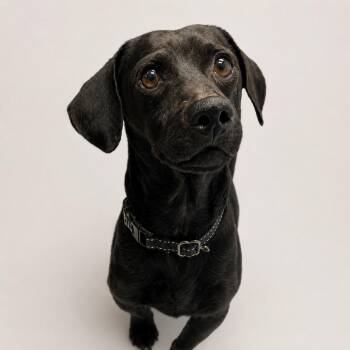 Samson -  Dachshund and Mixed Breed Dog for Adoption in Concord, North Carolina - Samson | PetCurious