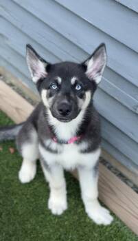 Lady -  Siberian Husky and German Shepherd Dog Dog for Adoption in Avon, Connecticut - Lady | PetCurious