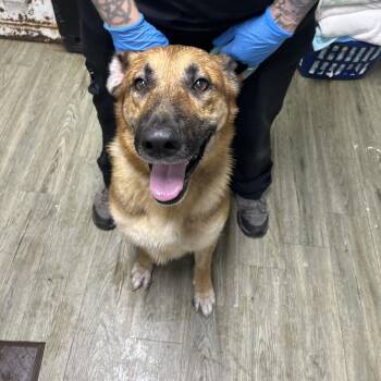 Yager -  German Shepherd Dog Dog for Adoption in Summerville, South Carolina - Yager | PetCurious