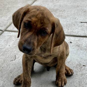 Beagle and Basset Hound Dogs Available for Adoption - Cash | PetCurious