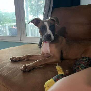 Mixed Breed Dogs Available for Adoption in Merritt Island, Florida - Bandit | PetCurious