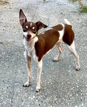 Walter -  Chihuahua and Italian Greyhound Dog for Adoption in Lucedale, Mississippi - Walter | PetCurious