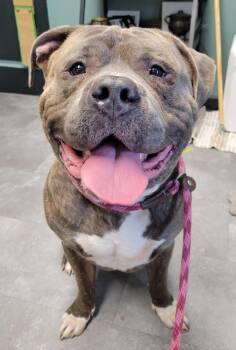 Frank -  American Bully Dog for Adoption in Lisbon, Ohio - Frank | PetCurious