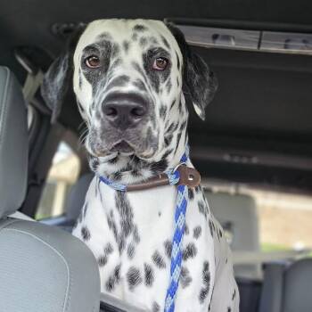 Rescue Dalmatian Dogs for Adoption in Mounds, Oklahoma - Sullivan | PetCurious