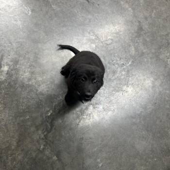 Lulu -  Black Labrador Retriever Dog Available for Adoption in Princeton, Kentucky - Lulu | PetCurious