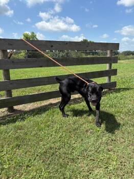 Zipper -  Terrier Dog for Adoption in Wauchula, Florida - Zipper | PetCurious
