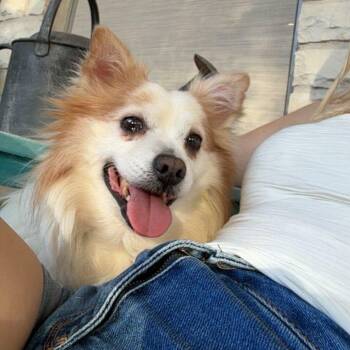 Pomeranian Dogs Available for Adoption - Alfie | PetCurious