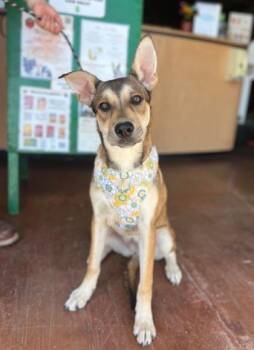 Musa -  Shepherd and Mixed Breed Dog for Adoption in Visalia, California - Musa | PetCurious