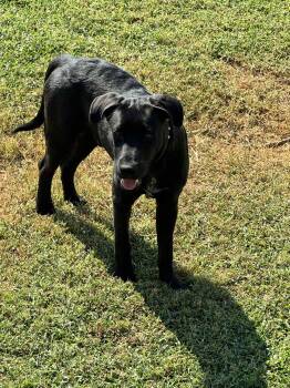 Rescue Black Labrador Retriever Dogs for Adoption in Zuni, Virginia - Sonny | PetCurious
