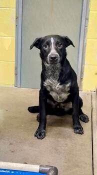 Rescue Labrador Retriever and Mixed Breed Dogs for Adoption in Batavia, Ohio - Jacko | PetCurious
