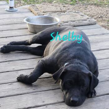 Shelby -  Mixed Breed Dog for Adoption in Madison, Wisconsin - Shelby | PetCurious
