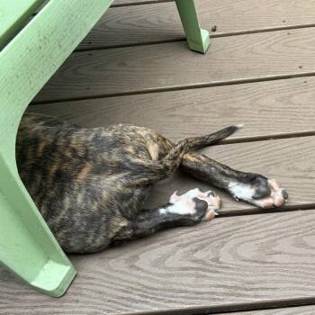 Ozzy Oscar -  Plott Hound and Terrier Dog for Adoption in Reisterstown, Maryland - Ozzy Oscar | PetCurious