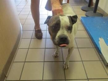 Boxer and Pit Bull Terrier Dogs Available for Adoption - DARLA | PetCurious