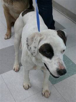 Australian Cattle Dog Blue Heeler Dogs Available for Adoption in Oklahoma City, Oklahoma - A475283 | PetCurious