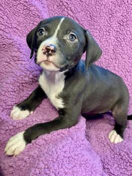 Labrador Retriever and Terrier Dogs Available for Adoption in Urbandale, Iowa - Isobel | PetCurious