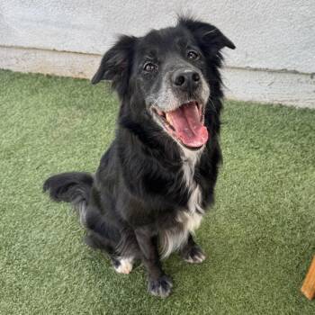 Border Collie and Black Labrador Retriever Dogs Available for Adoption in Hawthorne, California - Coco | PetCurious
