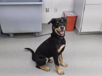 FENIX -  Rottweiler and Mixed Breed Dog for Adoption in Omaha, Nebraska - FENIX | PetCurious