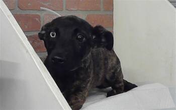 Labrador Retriever and Mixed Breed Dogs Available for Adoption in Houston, Texas - MABEL | PetCurious