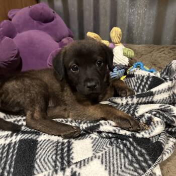 Kovu -  Belgian Shepherd Malinois and Mixed Breed Dog for Adoption in Dallas, Texas - Kovu | PetCurious