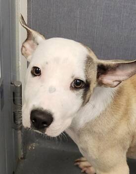 Rescue Shepherd and Terrier Dogs for Adoption in Hilton Head Island, South Carolina - Edmund | PetCurious