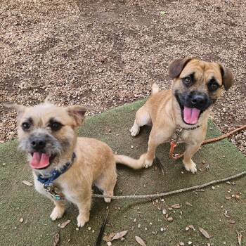 Limoncello -  Terrier and Norfolk Terrier Dog for Adoption in Austin, Texas - Limoncello | PetCurious