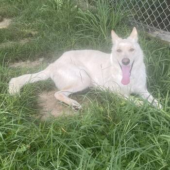 Frosty -  Shepherd and Husky Dog for Adoption in Galveston, Texas - Frosty | PetCurious