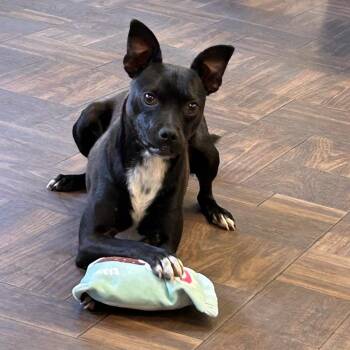 Henry -  Pit Bull Terrier Dog for Adoption in Roxboro, North Carolina - Henry | PetCurious