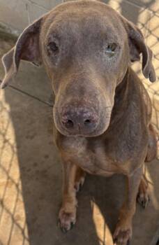 Sammy -  Doberman Pinscher Dog for Adoption in Elizabethton, Tennessee - Sammy | PetCurious