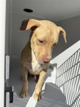 Rescue Labrador Retriever Dogs for Adoption in Houston, Texas - A644480 | PetCurious