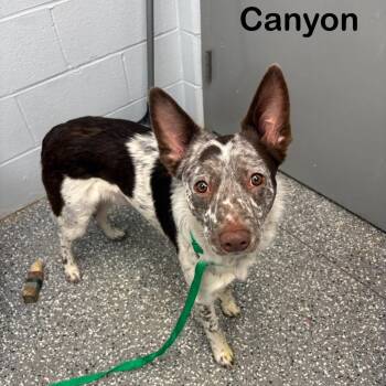 Cattle Dog Dogs Available for Adoption - Canyon | PetCurious
