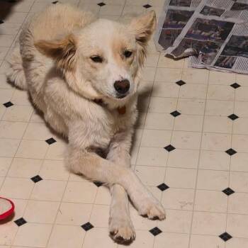 Millie -  Australian Shepherd and Mixed Breed Dog for Adoption in Prescott, Arizona - Millie | PetCurious