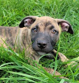 Thumper -  Shepherd Dog for Adoption in Hornell, New York - Thumper | PetCurious