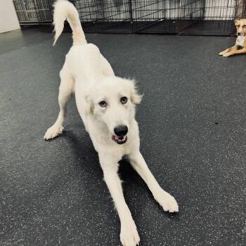 Iris -  Golden Retriever and Great Pyrenees Dog for Adoption in Olive Branch, Mississippi - Iris | PetCurious